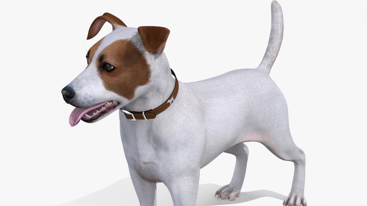 3D model White Jack Russell Terrier Fur Attention Pose