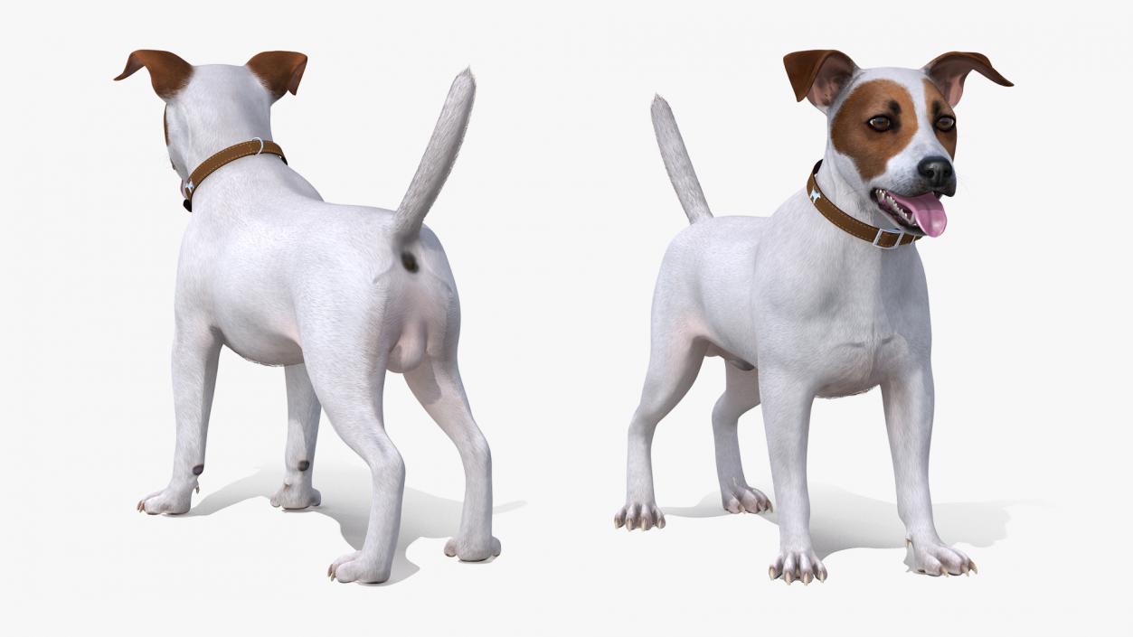 3D model White Jack Russell Terrier Fur Attention Pose