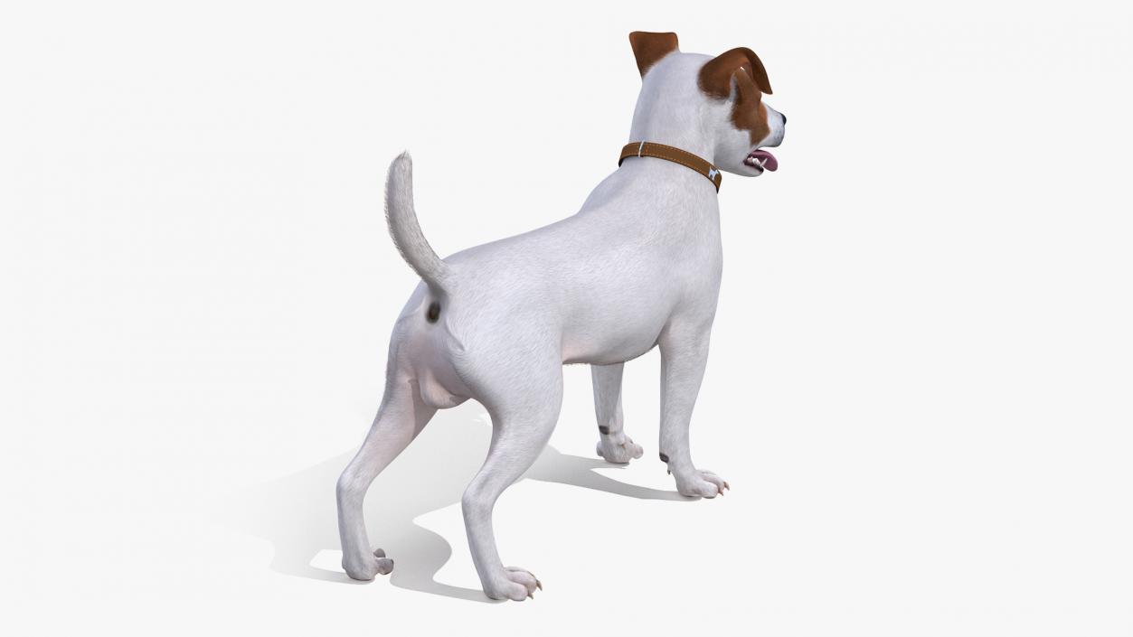 3D model White Jack Russell Terrier Fur Attention Pose