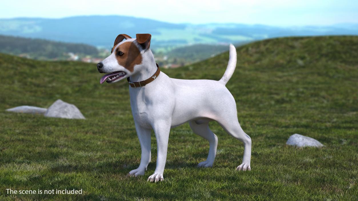 3D model White Jack Russell Terrier Fur Attention Pose