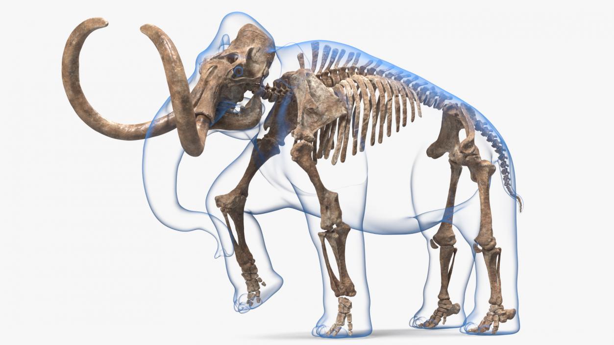 Adult Mammoth Old Skeleton Shell Rigged 3D model