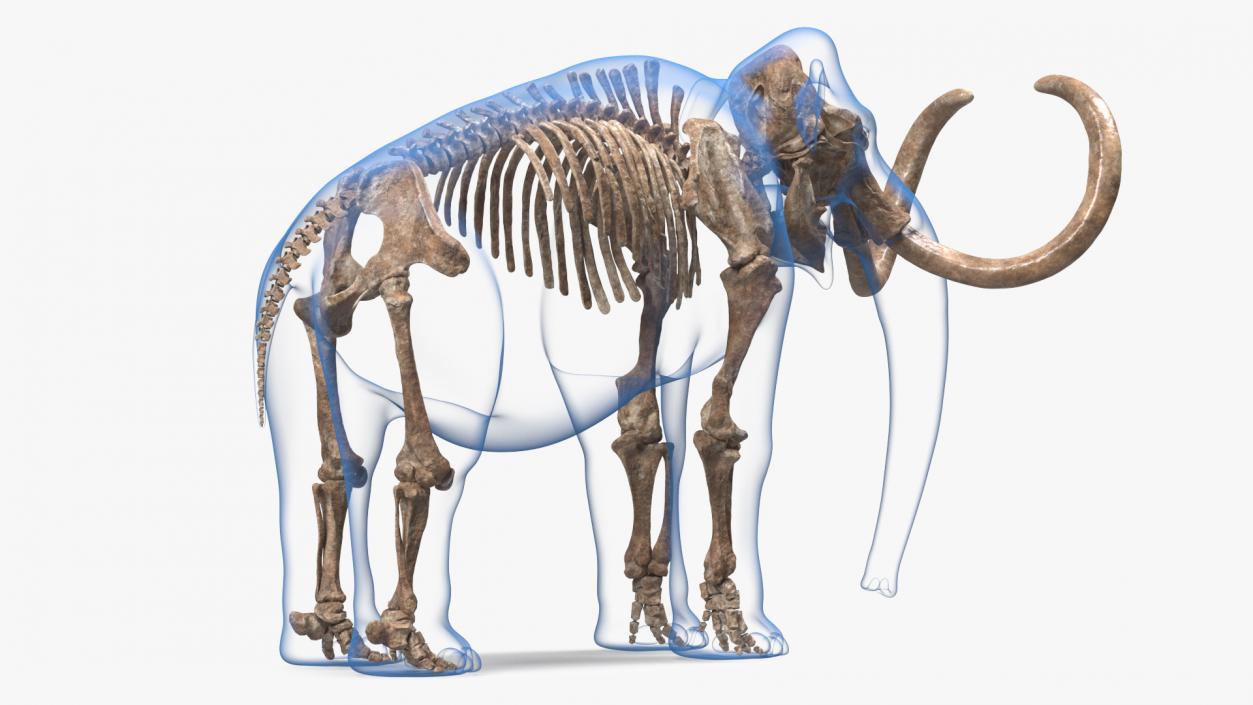 Adult Mammoth Old Skeleton Shell Rigged 3D model