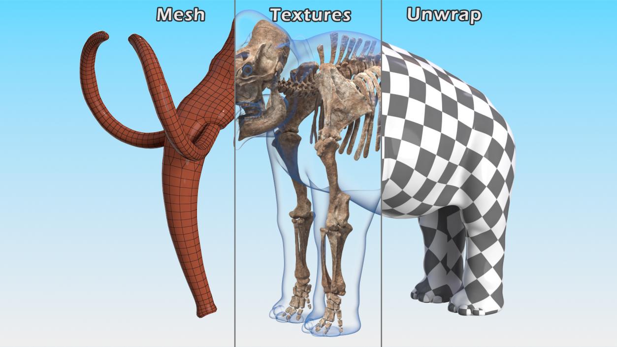 Adult Mammoth Old Skeleton Shell Rigged 3D model