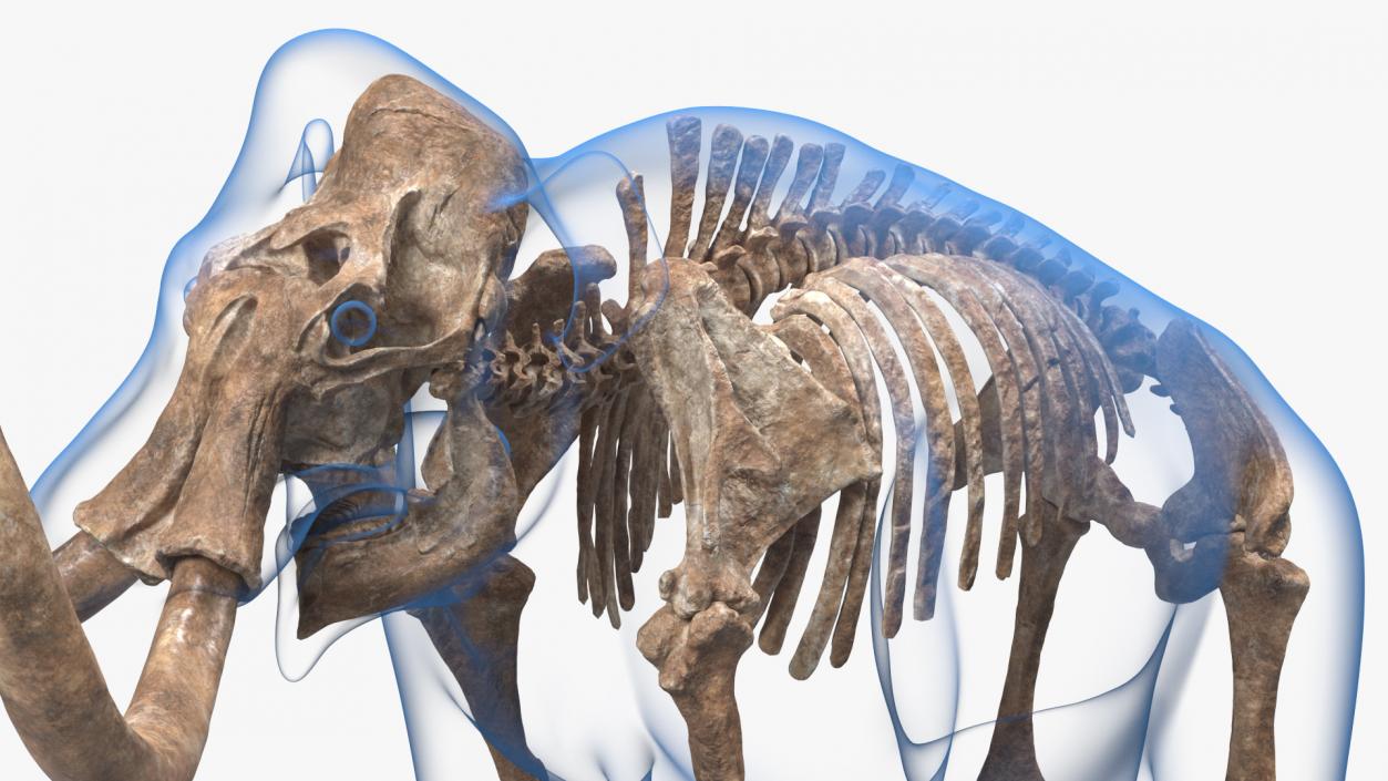 Adult Mammoth Old Skeleton Shell Rigged 3D model