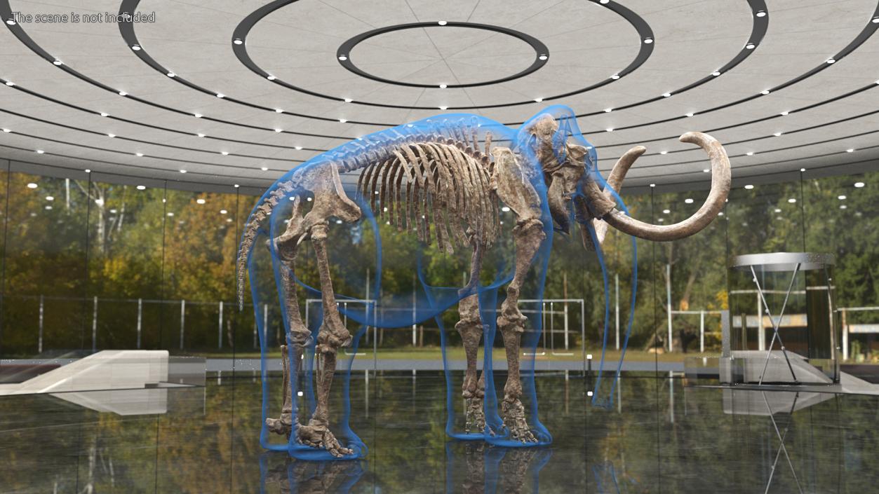 Adult Mammoth Old Skeleton Shell Rigged 3D model