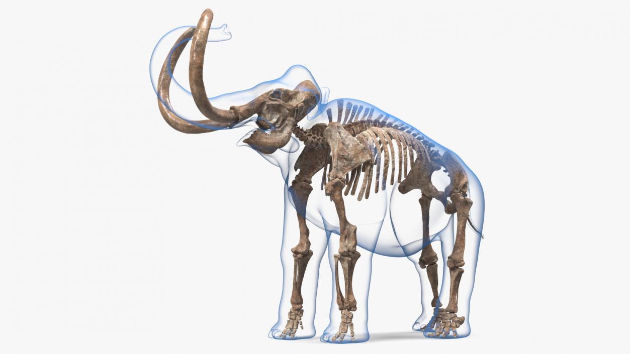 Adult Mammoth Old Skeleton Shell Rigged 3D model