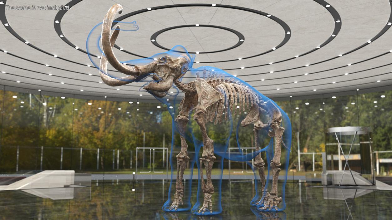 Adult Mammoth Old Skeleton Shell Rigged 3D model