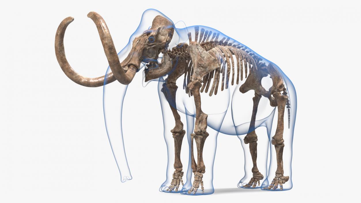 Adult Mammoth Old Skeleton Shell Rigged 3D model