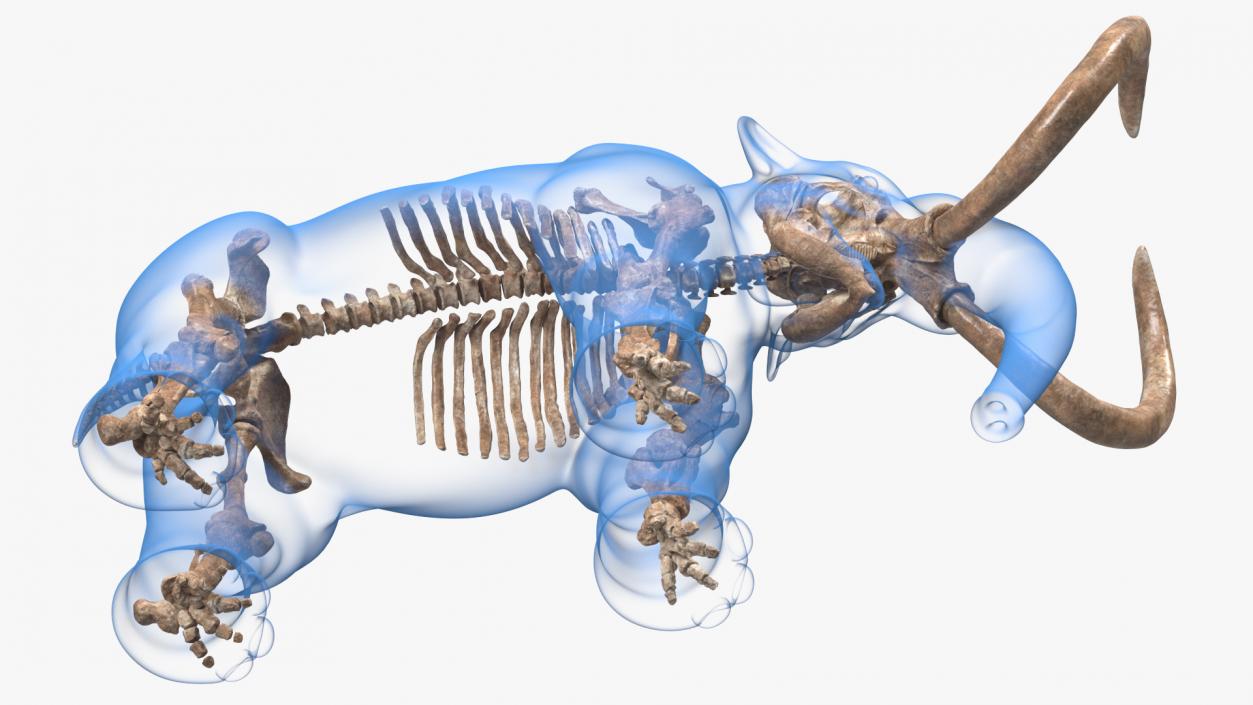 Adult Mammoth Old Skeleton Shell Rigged 3D model