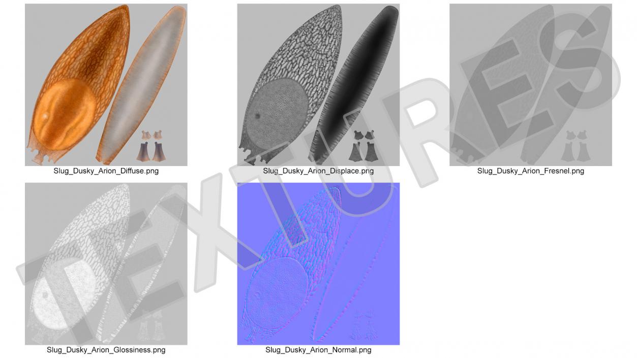 Slug Dusky Arion Lying 3D