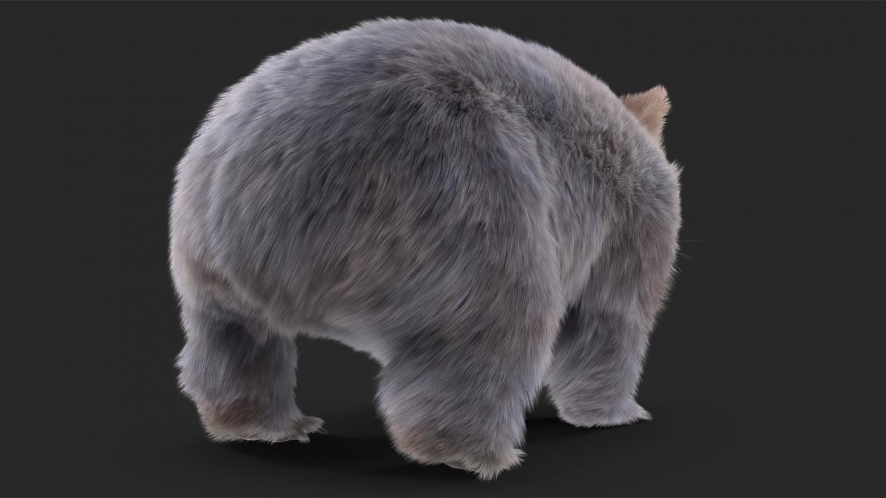 3D model Grey Wombat Fur