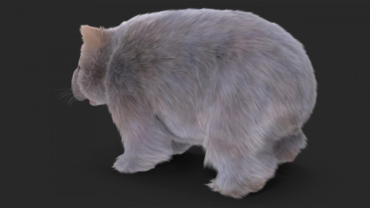 3D model Grey Wombat Fur