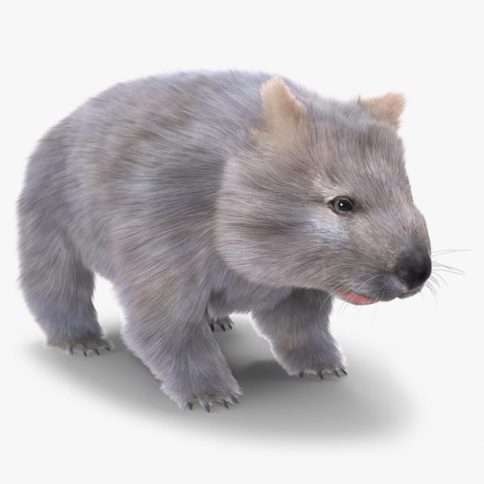 3D model Grey Wombat Fur