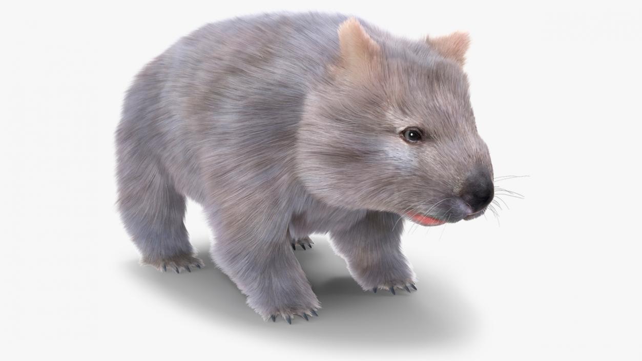 3D model Grey Wombat Fur