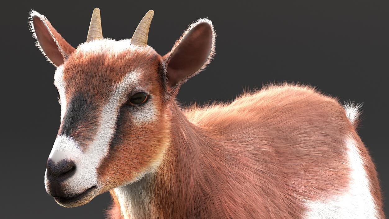 3D Walking Goat Fur