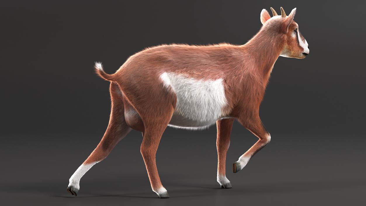 3D Walking Goat Fur