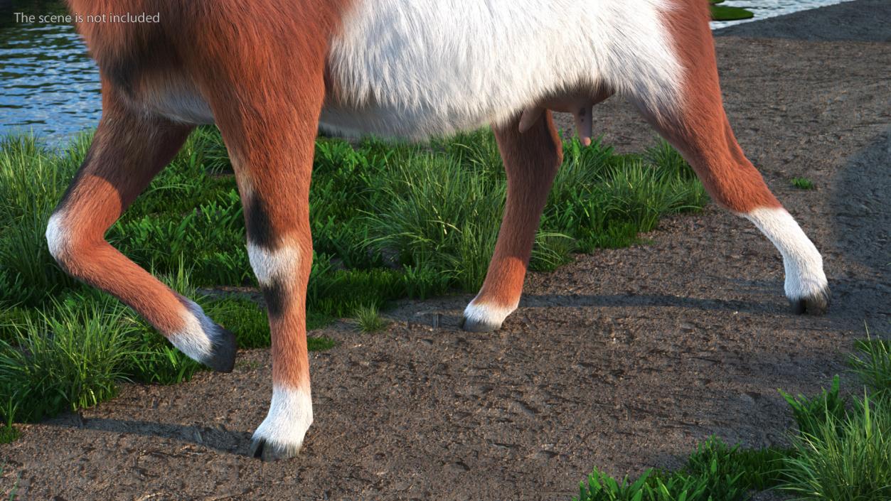 3D Walking Goat Fur