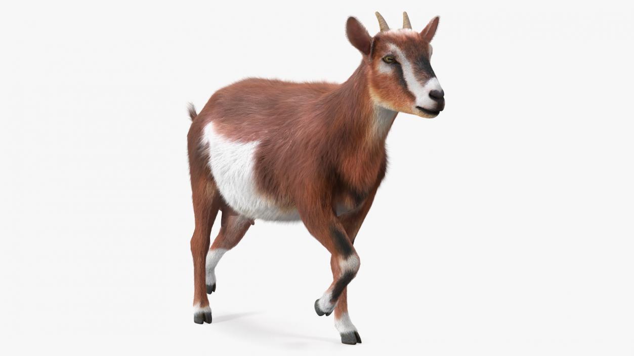 3D Walking Goat Fur