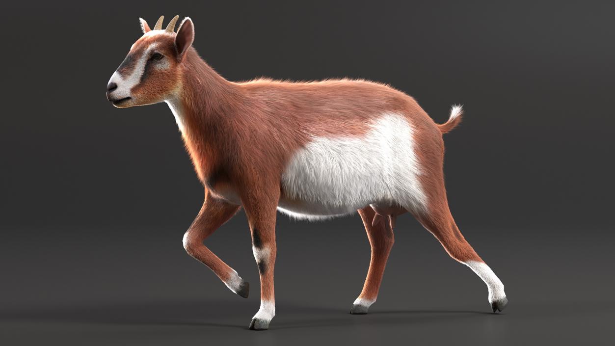 3D Walking Goat Fur