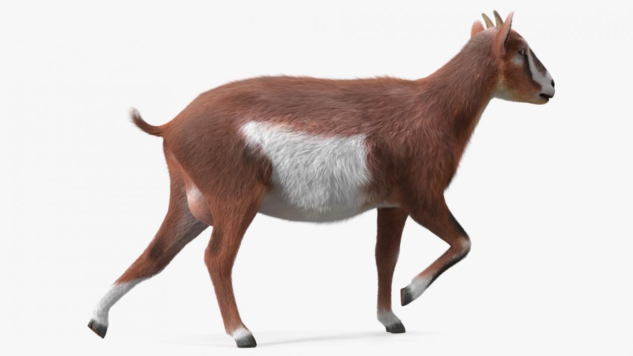 3D Walking Goat Fur