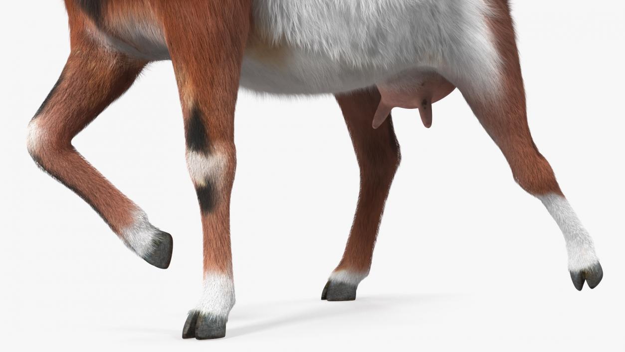 3D Walking Goat Fur