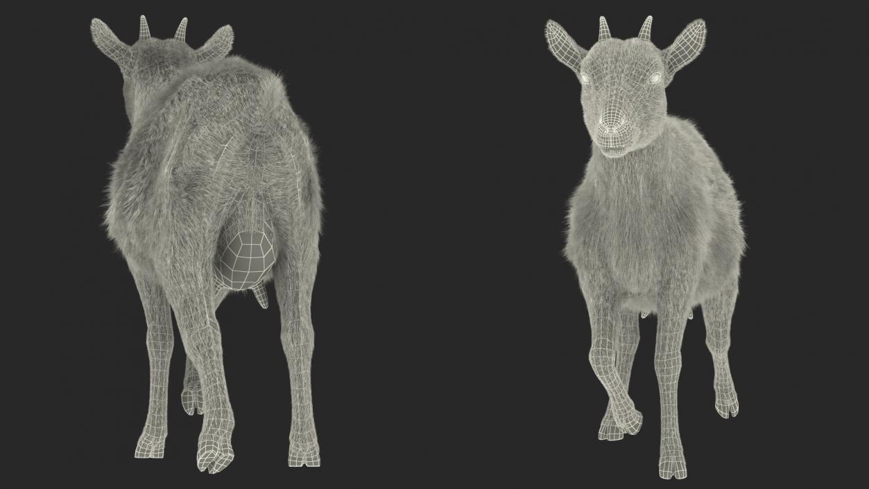 3D Walking Goat Fur