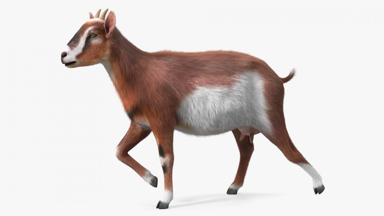 3D Walking Goat Fur