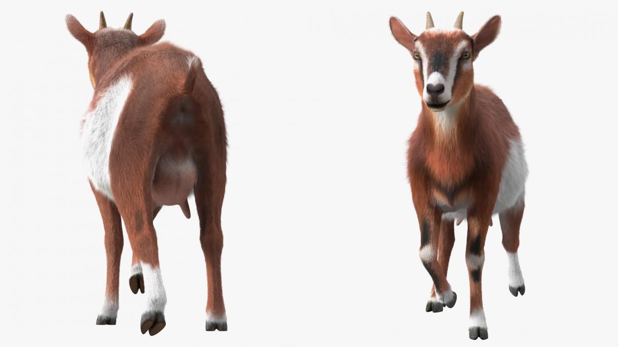 3D Walking Goat Fur