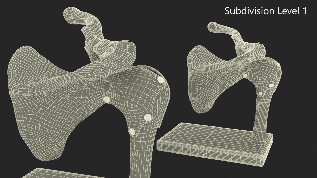 Shoulder Joint 3D model