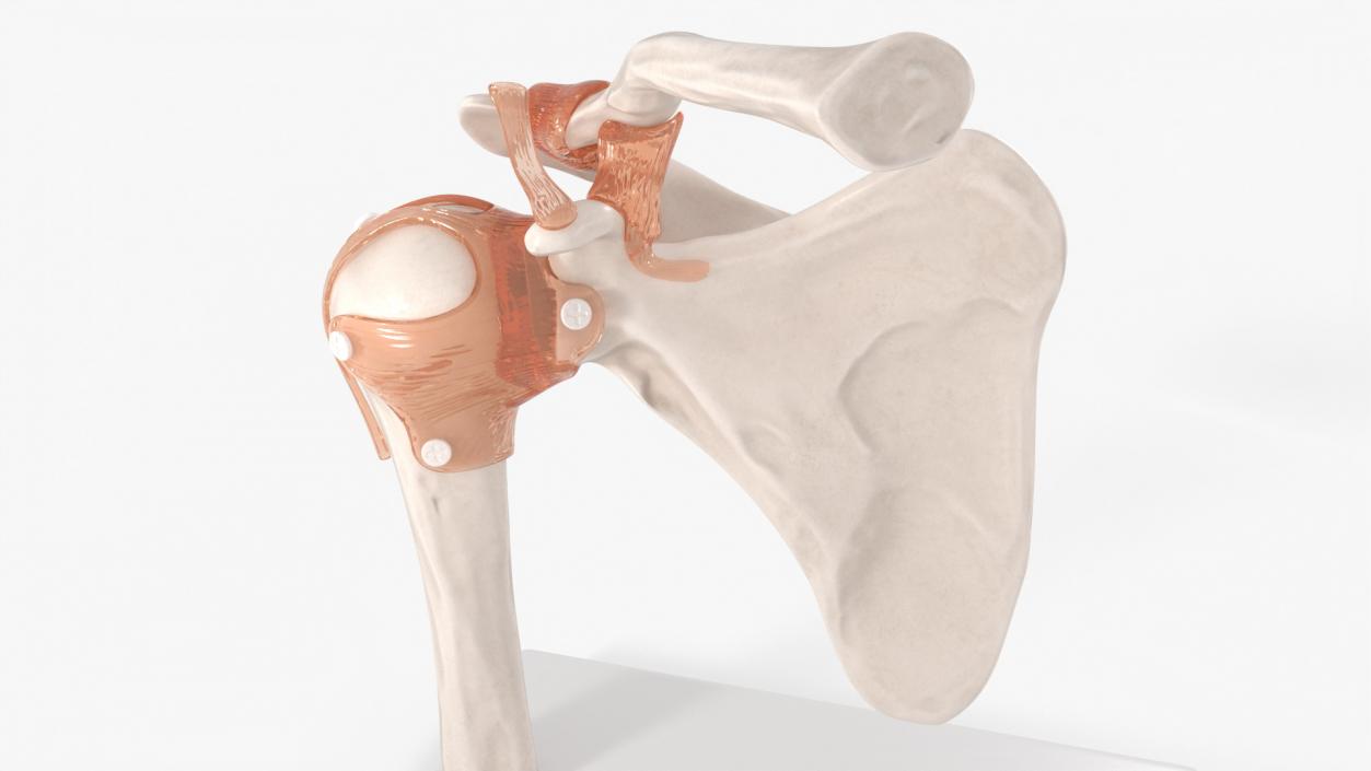 Shoulder Joint 3D model