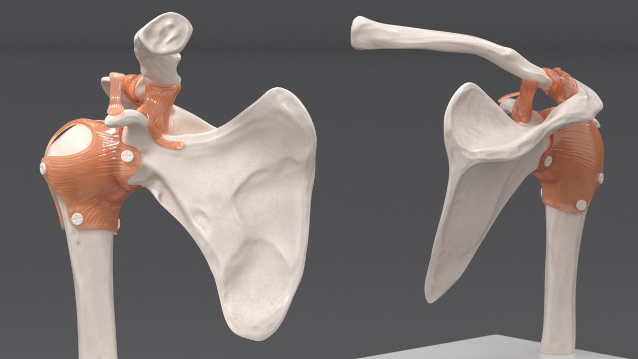 Shoulder Joint 3D model