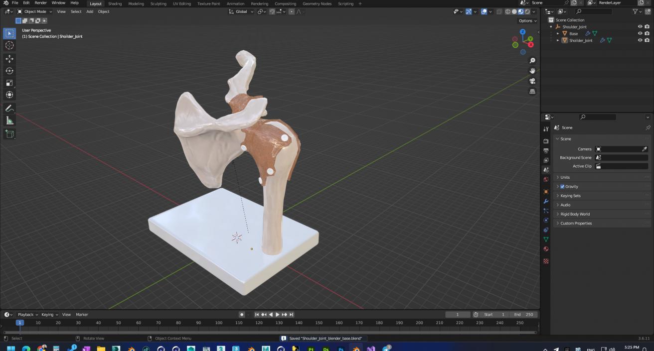 Shoulder Joint 3D model