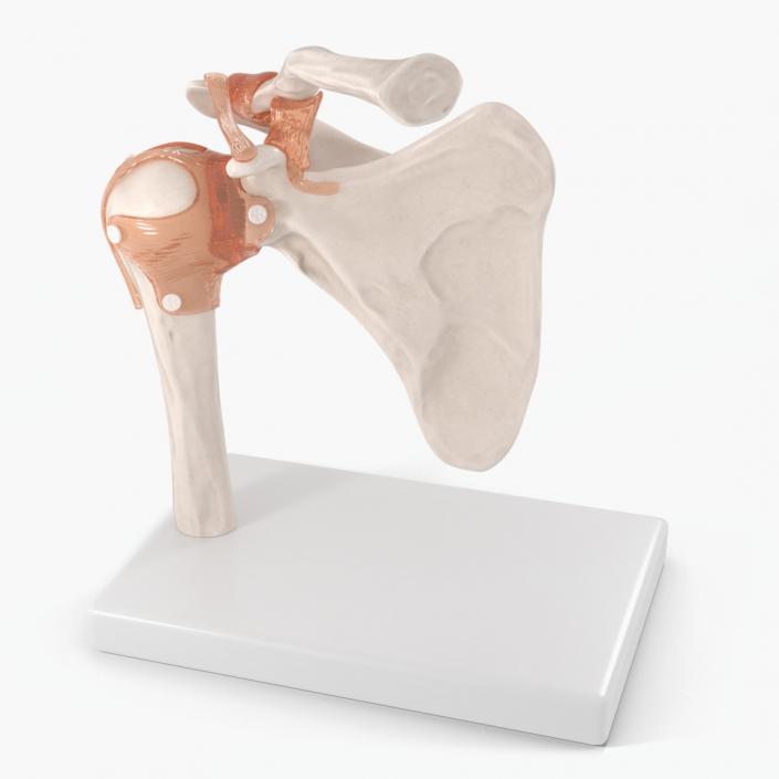 Shoulder Joint 3D model