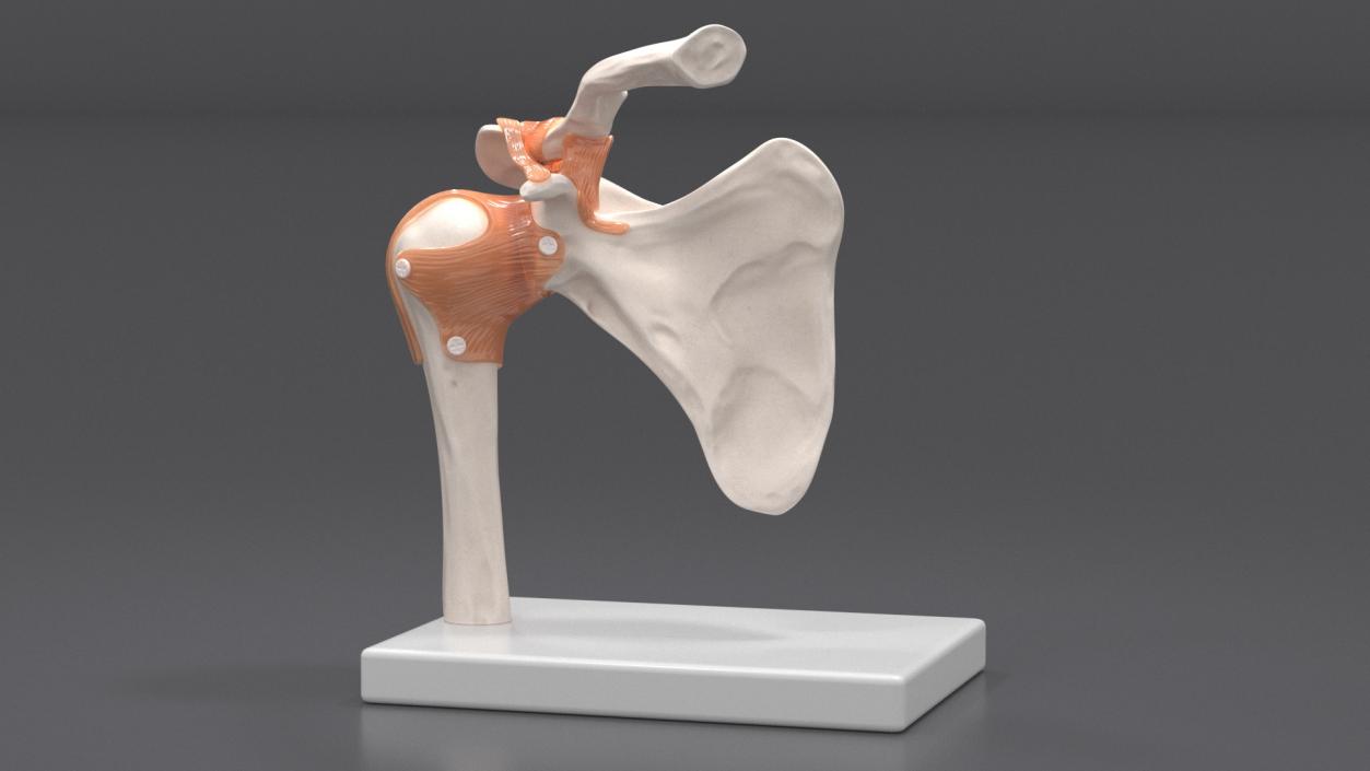 Shoulder Joint 3D model