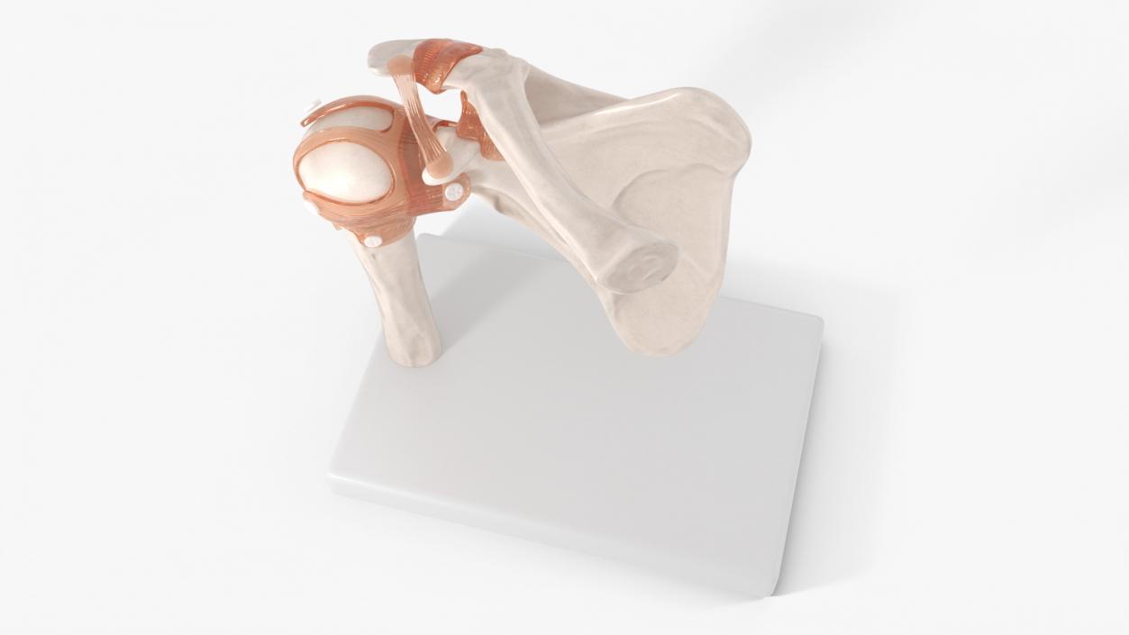 Shoulder Joint 3D model