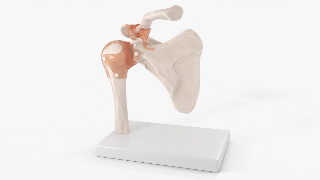 Shoulder Joint 3D model