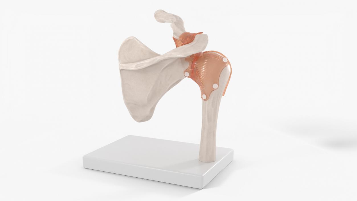 Shoulder Joint 3D model