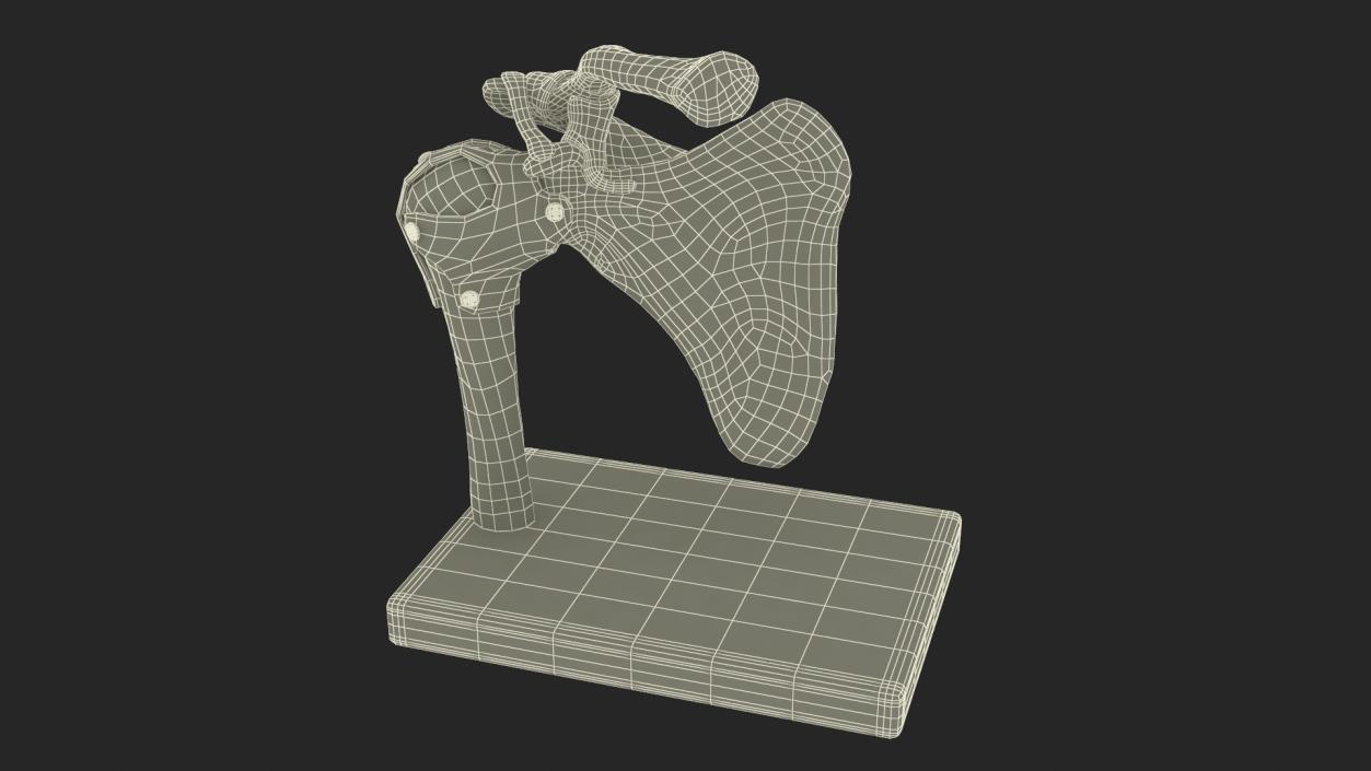 Shoulder Joint 3D model