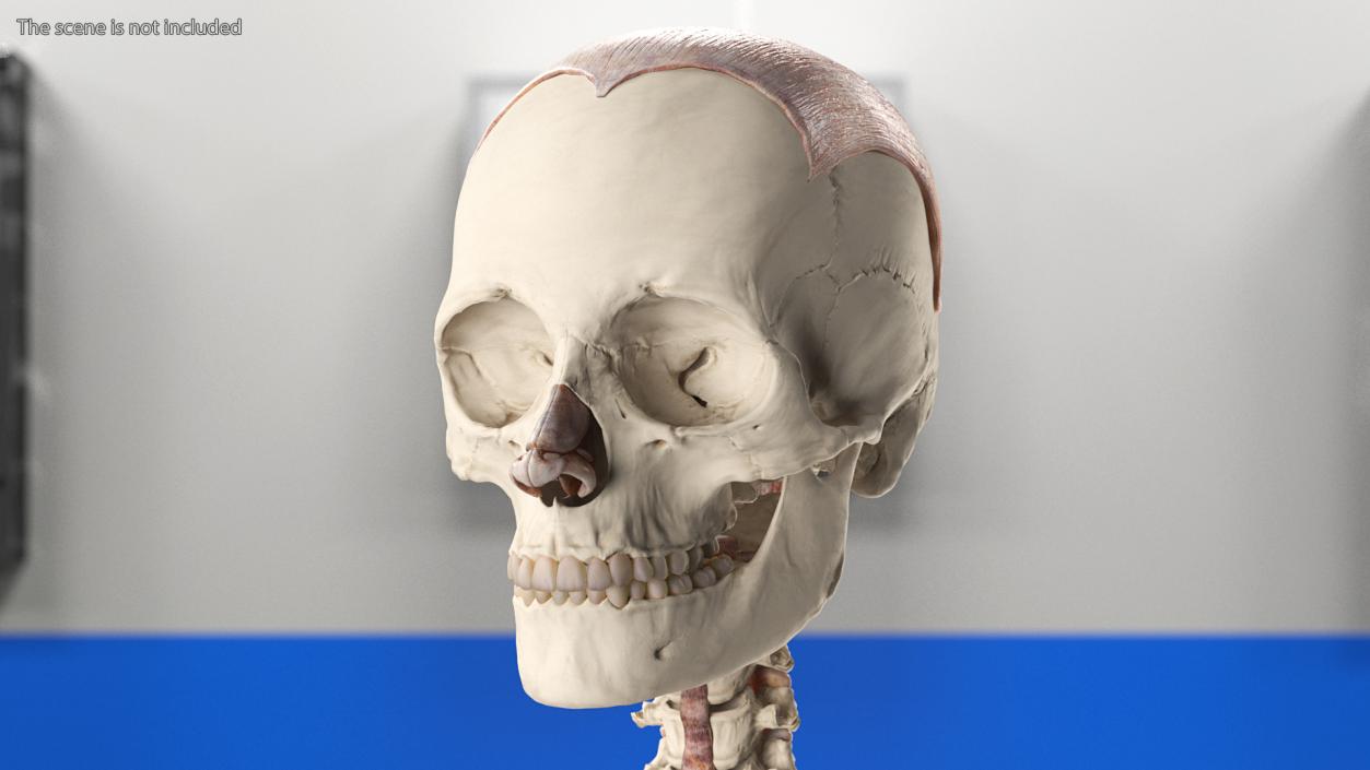 3D model Skeleton with Tissue