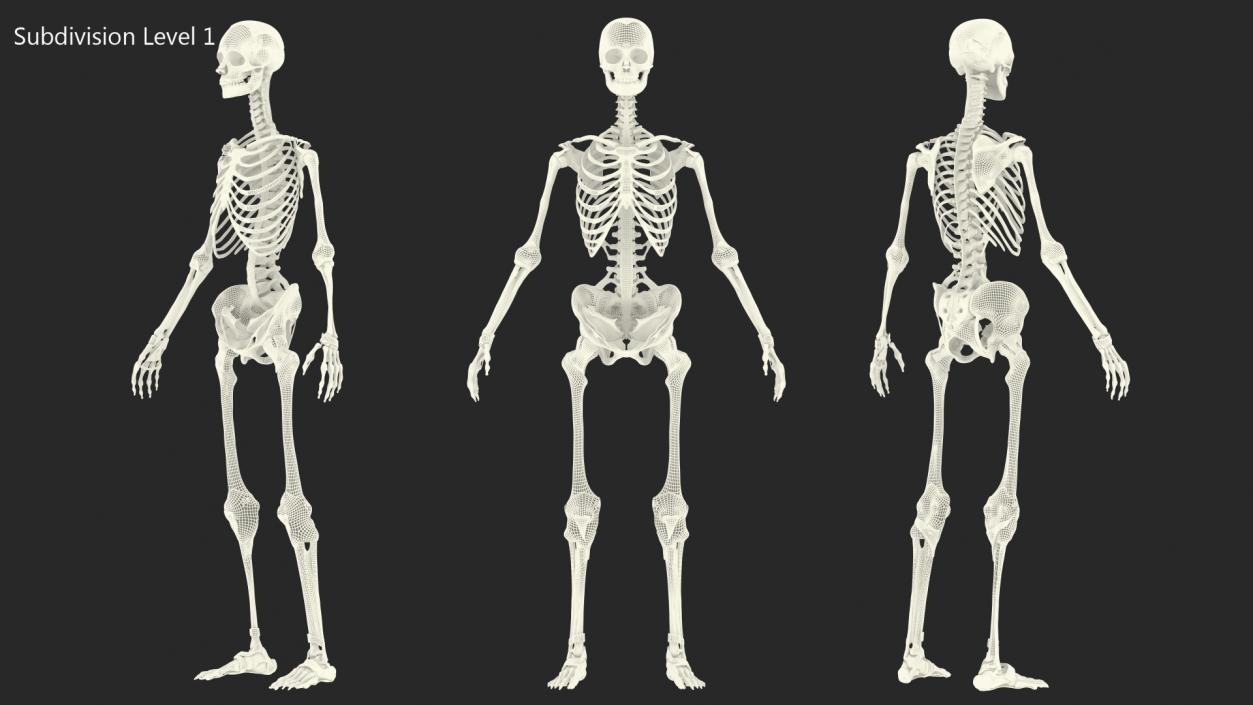 3D model Skeleton with Tissue