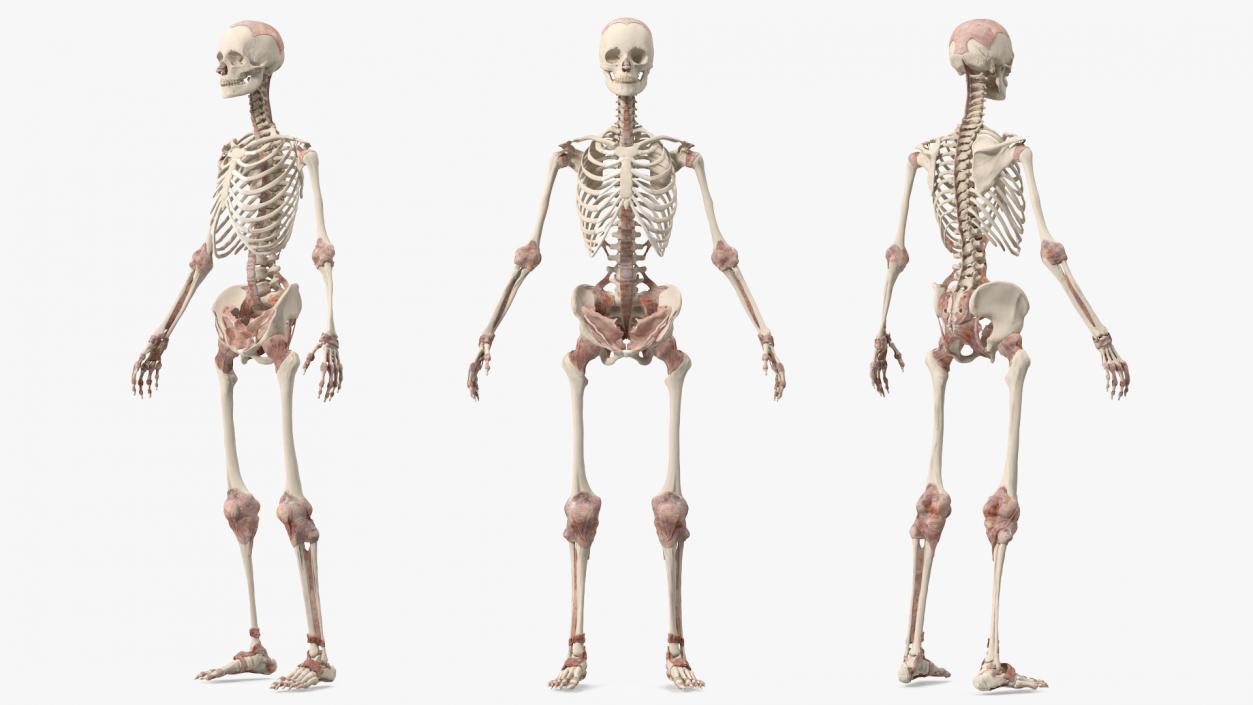 3D model Skeleton with Tissue