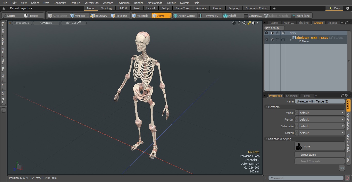 3D model Skeleton with Tissue