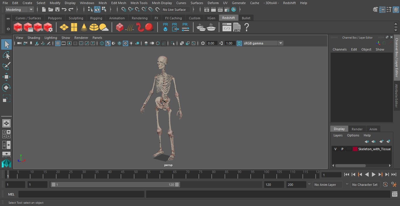 3D model Skeleton with Tissue