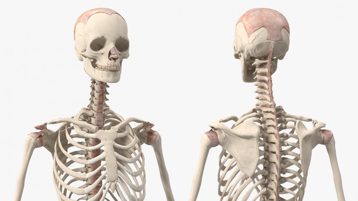 3D model Skeleton with Tissue