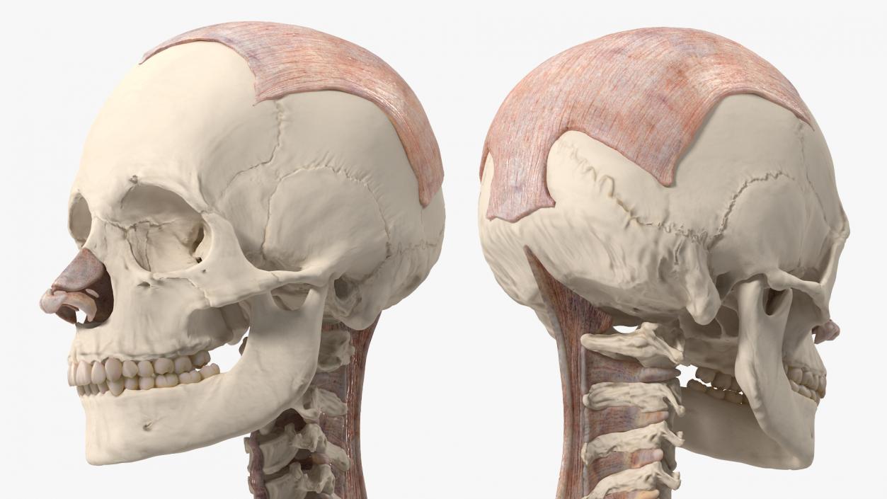 3D model Skeleton with Tissue