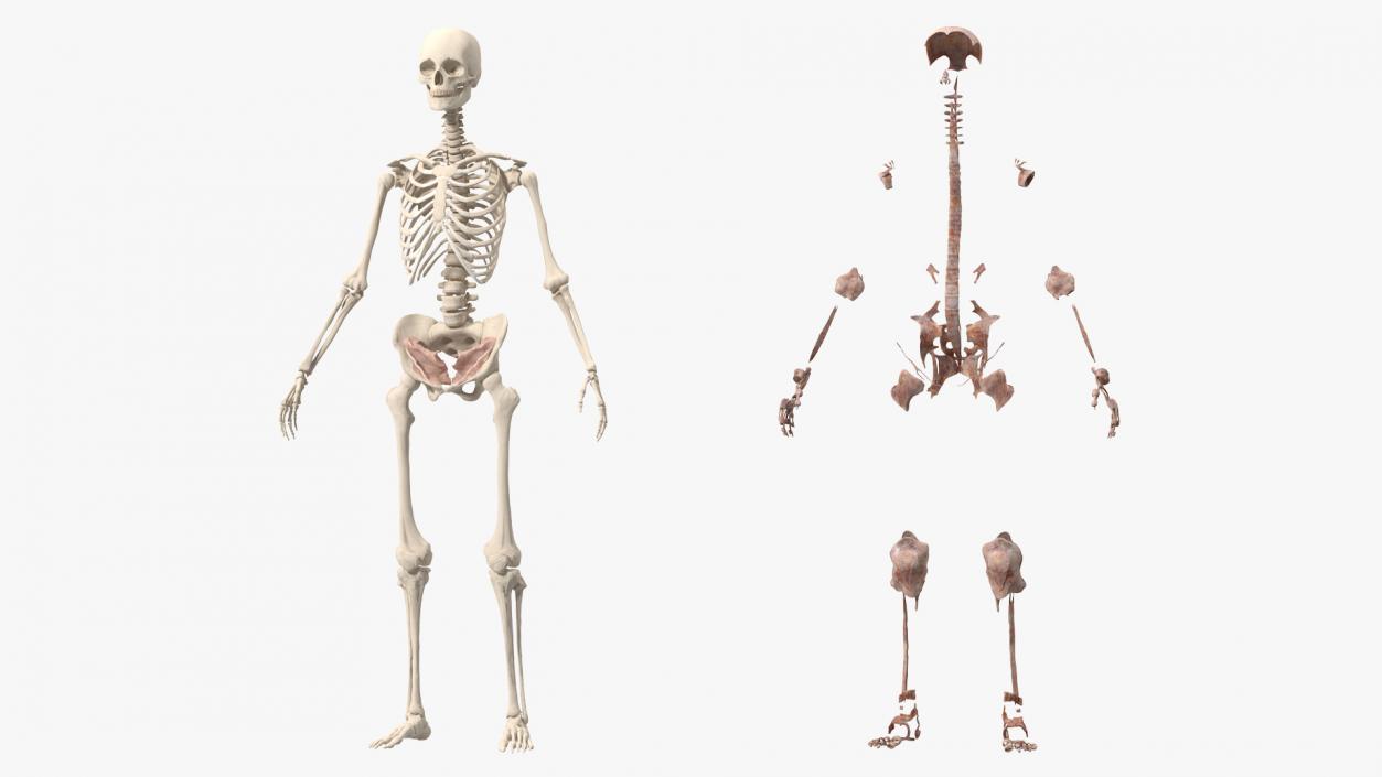 3D model Skeleton with Tissue