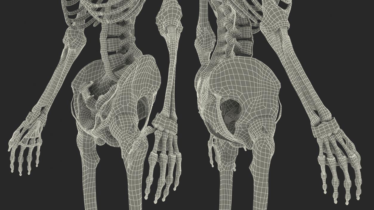 3D model Skeleton with Tissue