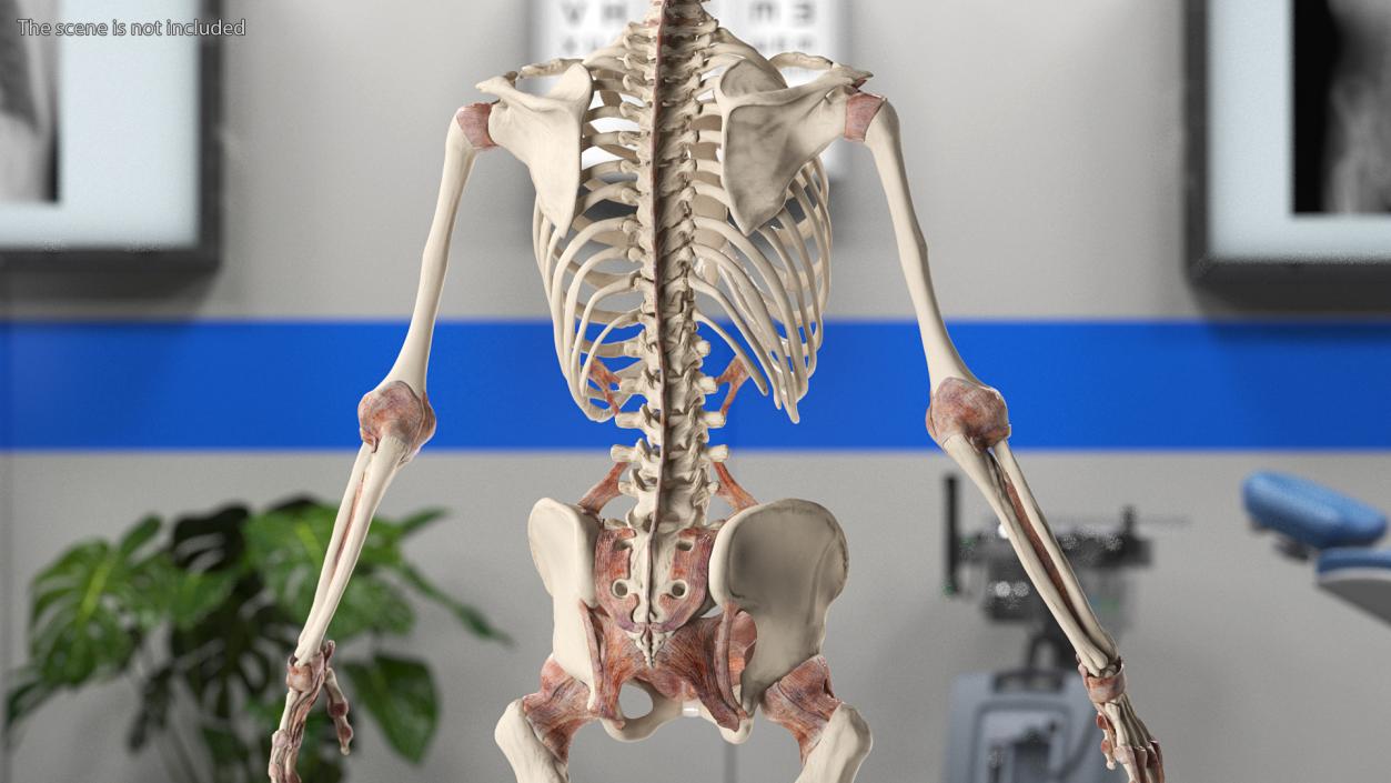 3D model Skeleton with Tissue