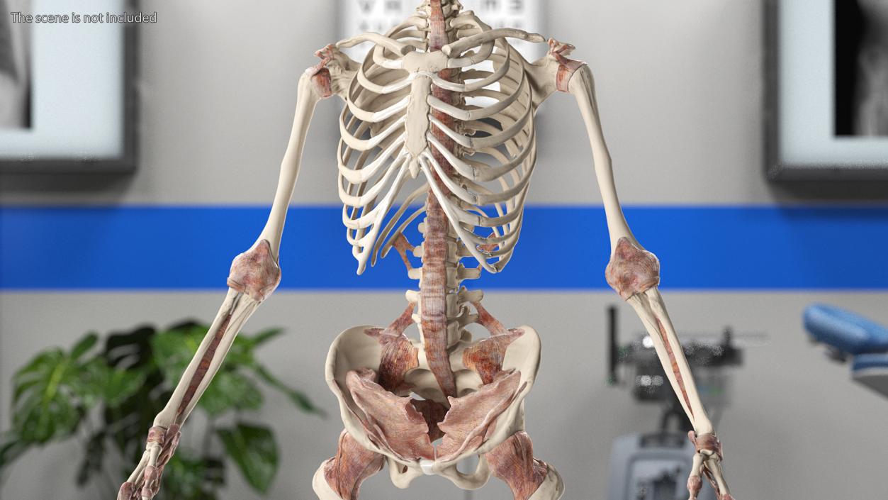 3D model Skeleton with Tissue