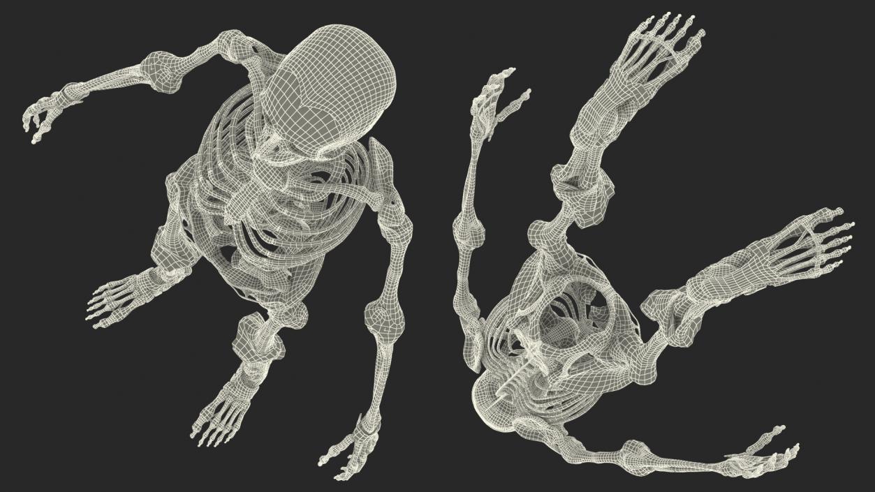 3D model Skeleton with Tissue